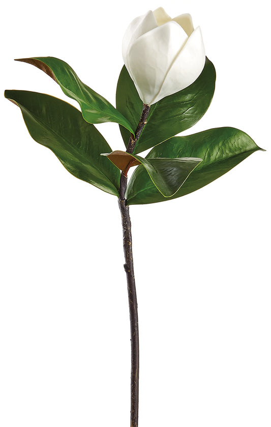 Magnolia Bud Stems