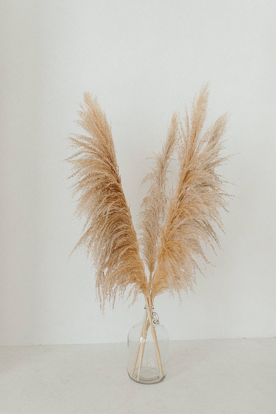 Gold and White Hour Pampas Grass