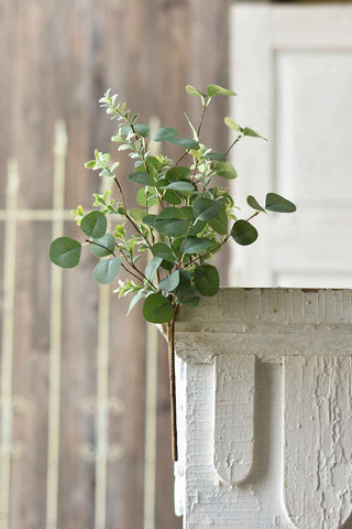 Carawyn Mixed Eucalyptus Bush | 18″