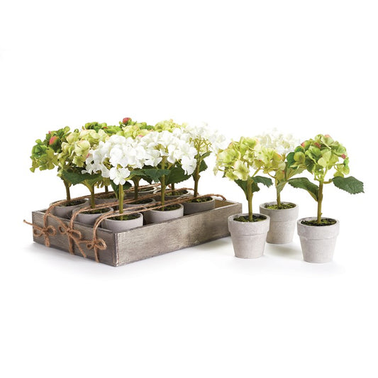 Mini Hydrangea Pots